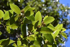 Litsea glaucescens