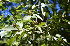Litsea glaucescens