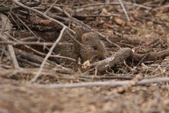 Sigmodon arizonae