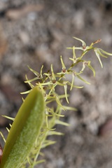 Stelis poasensis