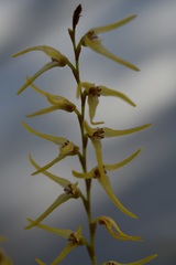 Stelis poasensis