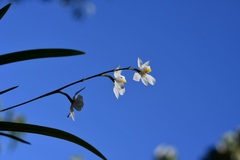 Cuitlauzina pulchella