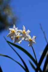 Cuitlauzina pulchella