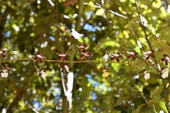Oncidium leucochilum