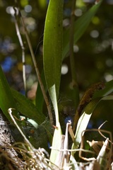 Oncidium leucochilum