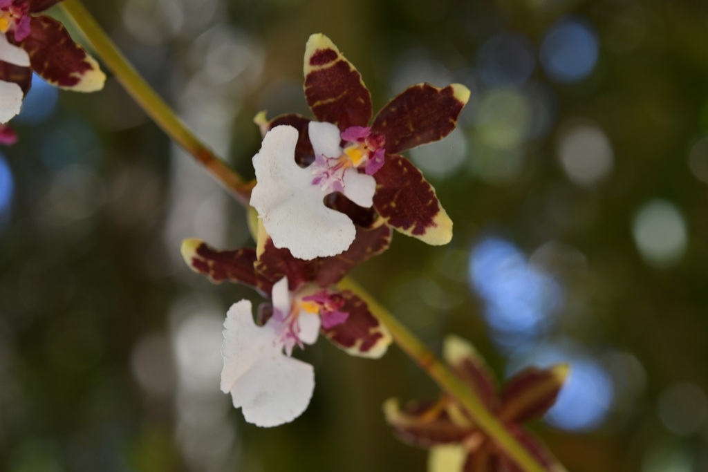 Oncidium leucochilum