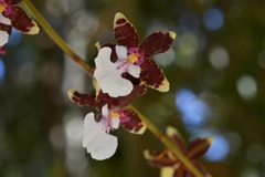 Oncidium leucochilum