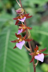 Rhynchostele bictoniensis