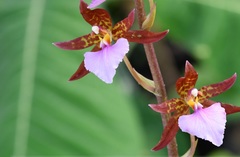 Rhynchostele bictoniensis