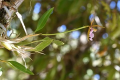 Rhynchostele stellata