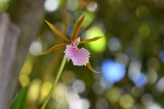 Rhynchostele stellata