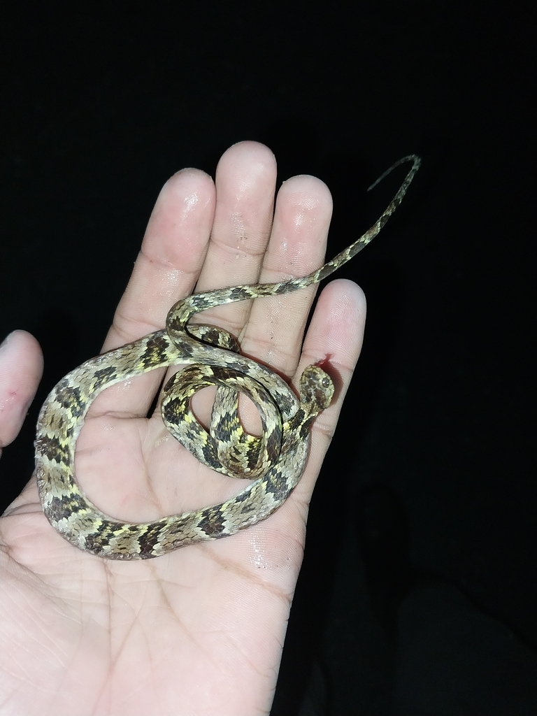 Trinidad Snail-eater from Tunapuna/Piarco Regional Corporation ...