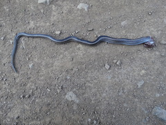 Philodryas chamissonis