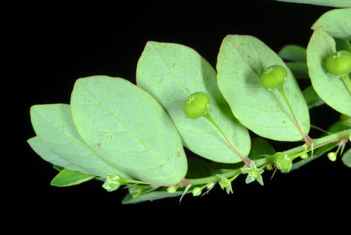 Phyllanthus tenellus