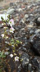 Veronica decora