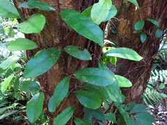 Hydrangea viburnoides