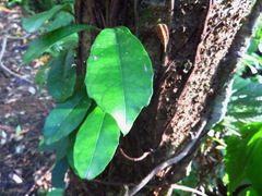 Hydrangea viburnoides