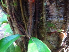 Hydrangea viburnoides