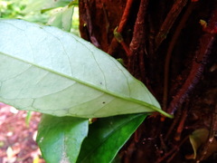 Hydrangea viburnoides