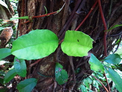 Hydrangea viburnoides