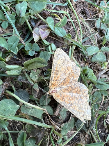 Angerona prunaria