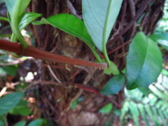 Hydrangea viburnoides