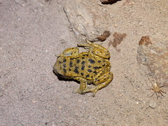 Rhinella spinulosa