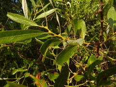 Salix tracyi