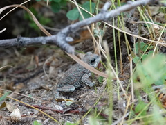 Rhinella spinulosa