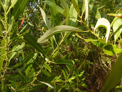 Salix tracyi