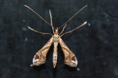 Lineodes integra
