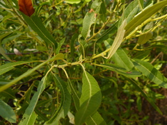 Salix tracyi