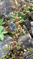 Veronica decora