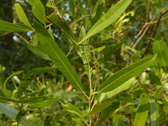 Salix tracyi
