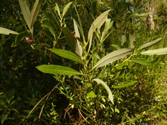 Salix tracyi