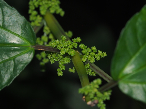 Pilea notata iNat (3)