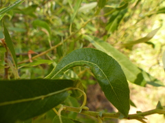 Salix tracyi