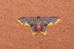 Lophosis labeculata