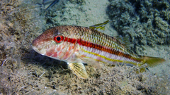 Red Mullet photo 4