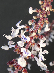 Coleus argentatus