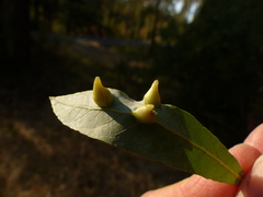 Salix tracyi