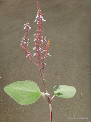Coleus argentatus