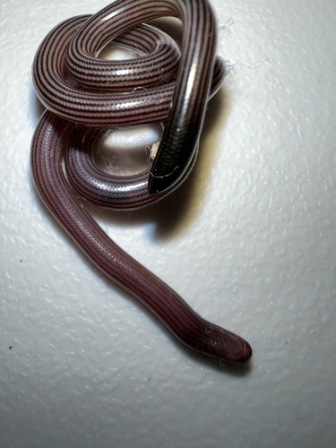 Cape York Striped Blind Snake