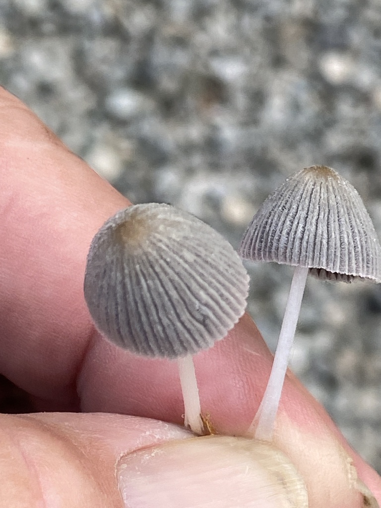 Brittlestems and Allies from Edens Fork Rd, Charleston, WV, US on July 17, 2023 at 0744 AM by