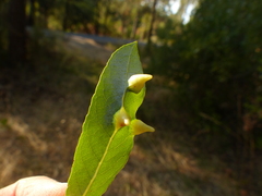 Salix tracyi