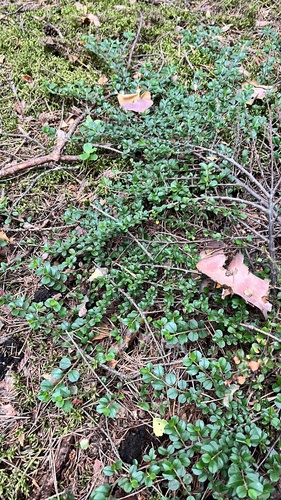 Cotonéaster horizontal 4