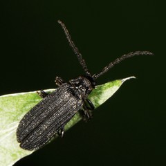 Erotinae