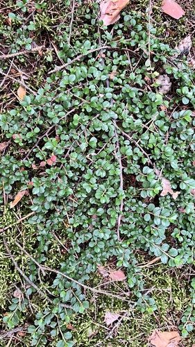 Cotonéaster horizontal 3
