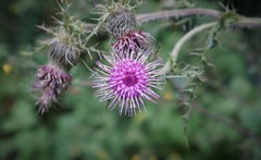 Cirsium jorullense