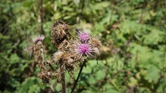 Cirsium jorullense